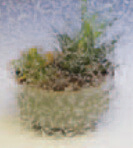 Glue Chip obscure glass sample