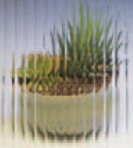 Reed obscure glass sample